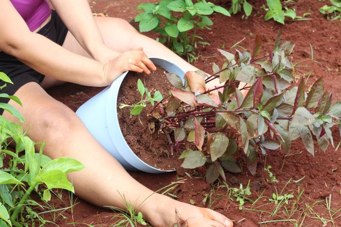 Mãos plantando uma muda na terra vermelha